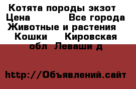 Котята породы экзот › Цена ­ 7 000 - Все города Животные и растения » Кошки   . Кировская обл.,Леваши д.